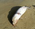 Άλλη μια νεκρή φώκια σε παραλία της Πάρου